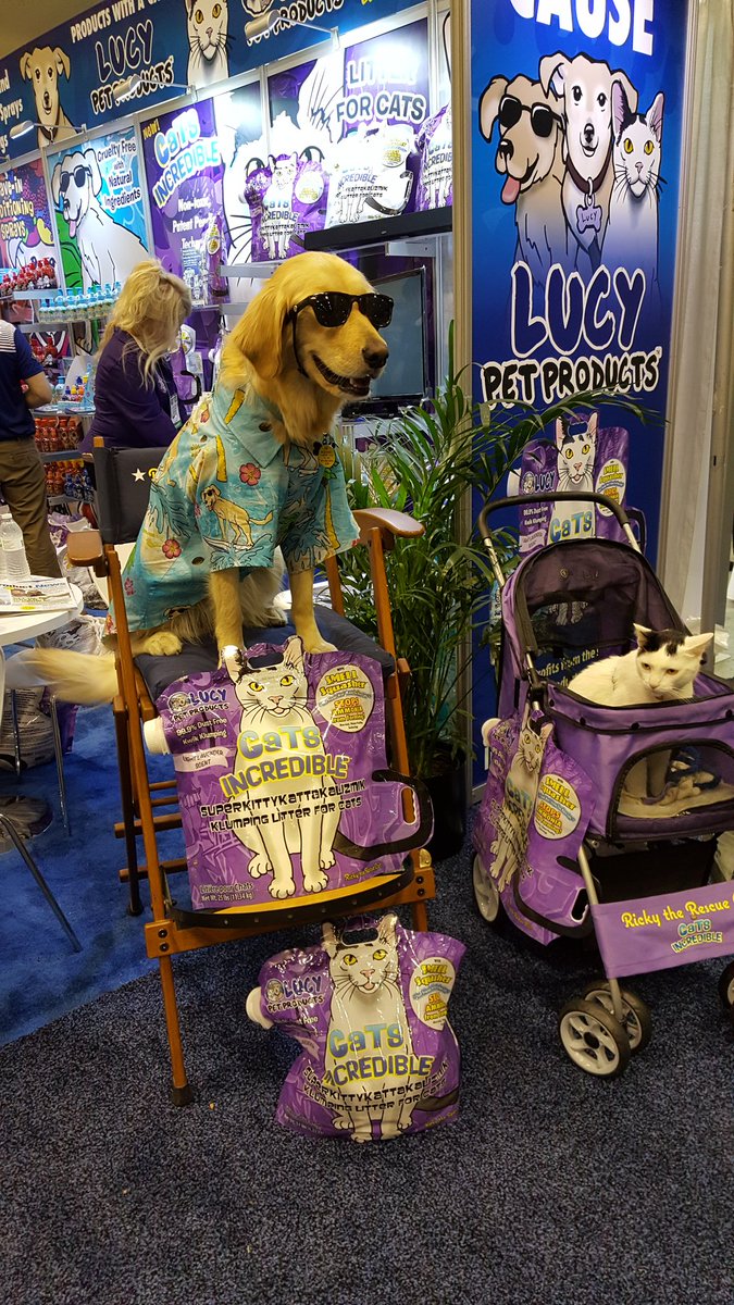 WigziPets's tweet photo. Coolest dog #wigzi https://t.co/zDqsRN8EhZ