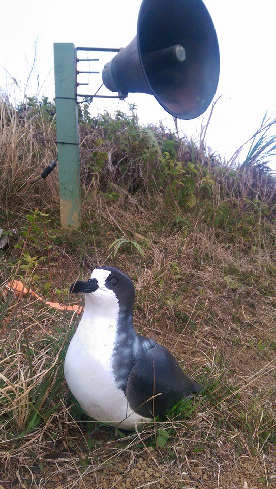 #Hawaiian #Petrel Ua'u decoys and auditory to attract #petrels to colonize a new predator proof enclosed area #maui