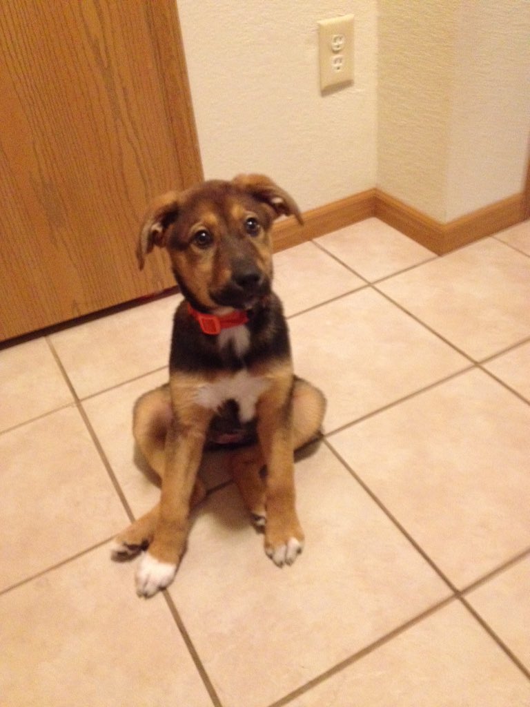BigMattieIce's tweet photo. The pup. https://t.co/ql0BZoiAJt