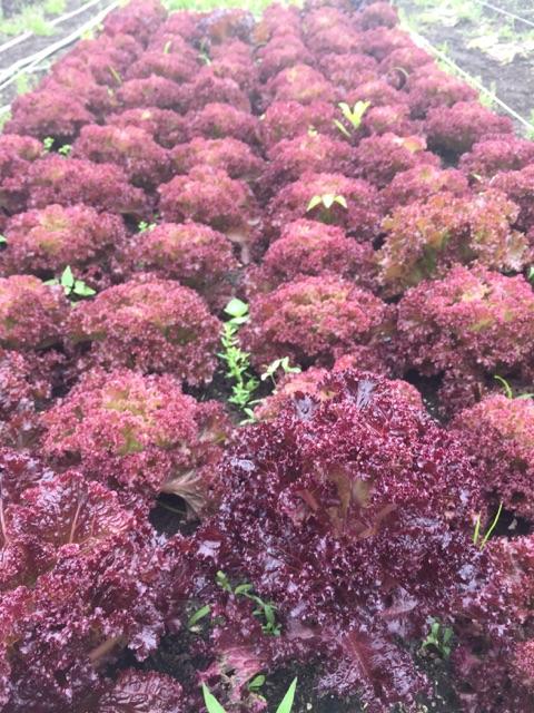 GoPropeller's tweet photo. Several #NOLA restaurants buy @veggifarmcoop's locally-grown produce! #socent #propelchange #farmtotable https://t.co/bou2zrAGqs