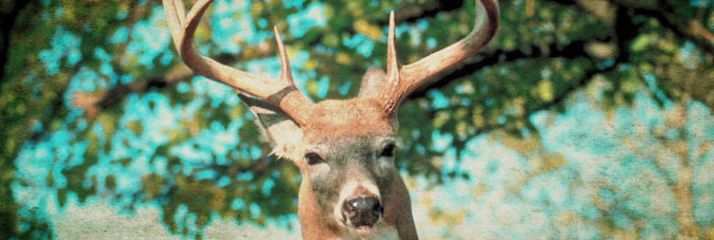HuntingLocator's tweet photo. #Venison processing tips for the modern hunter - https://t.co/QA8cGjduNS #hunting #deer #huntinglocator https://t.co/iAOQiFiNJQ