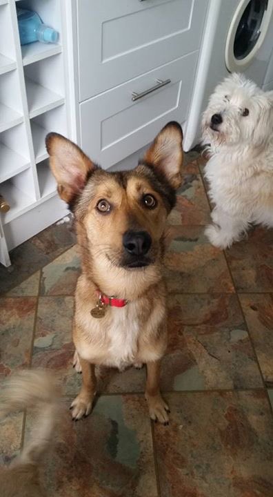 HopeforPerreraDogs tweet media