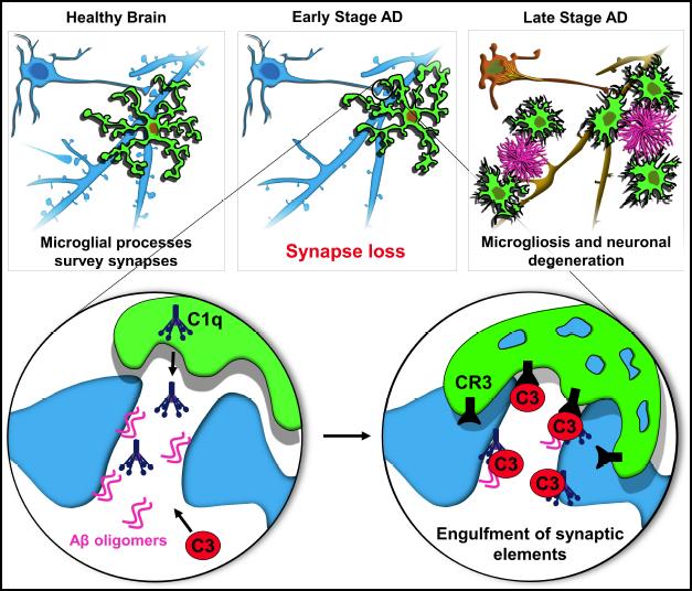 Study reveals the possibility of curbing synapse loss in Alzheimer’s bit.ly/1MEH45k #Alzheimers