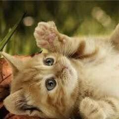 salas4219's tweet photo. @Clare_OC https://t.co/g8x86q9bYc