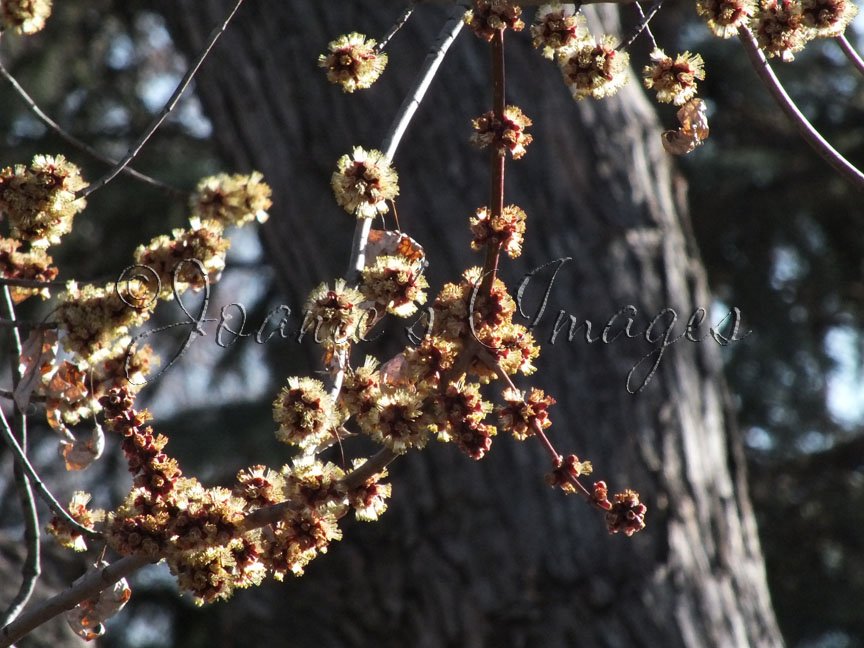 joaniesimages's tweet photo. #Buds on the #maple #tree #photography #nature #spring #treesbudding #photo https://t.co/2dVErPBln9