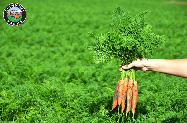 GrimmwayFarms's tweet photo. This is what we like to call #FarmFresh #JustCrunchEm https://t.co/c4bEqbVON1