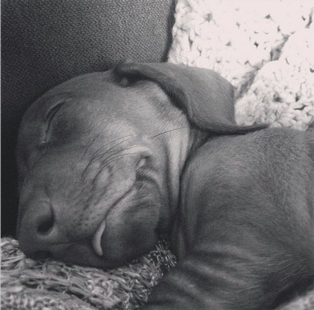 barkbox's tweet photo. "Rewriting Harry Potter in my dreams." #FirstChange #MyNamesakeLives
via https://t.co/s0U14gnOUy https://t.co/Om40lPKBp9