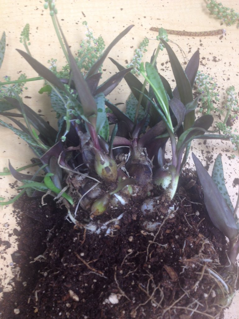 tschiebs's tweet image. Succulent plants can be divided and replanted! #AEC4228 #TeachAg #AgInTheClassroom #AEC