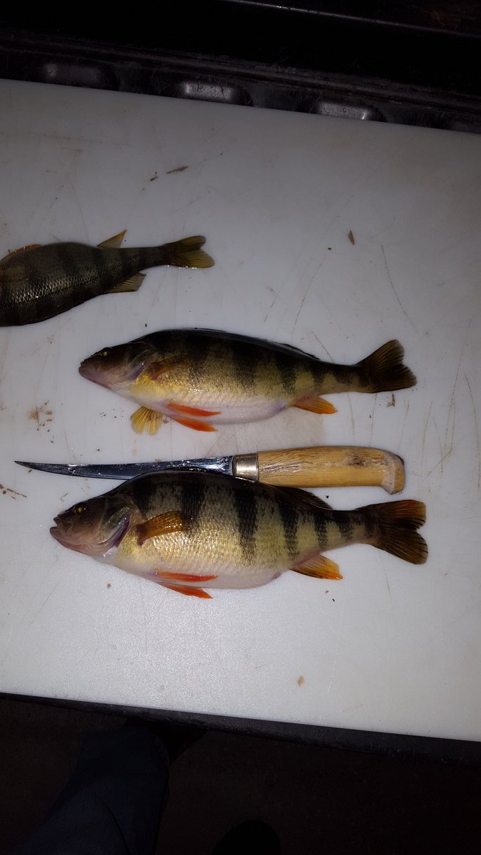 nc_newman's tweet photo. @Fishin_Central # sconniejumbos https://t.co/unZswSxPK5