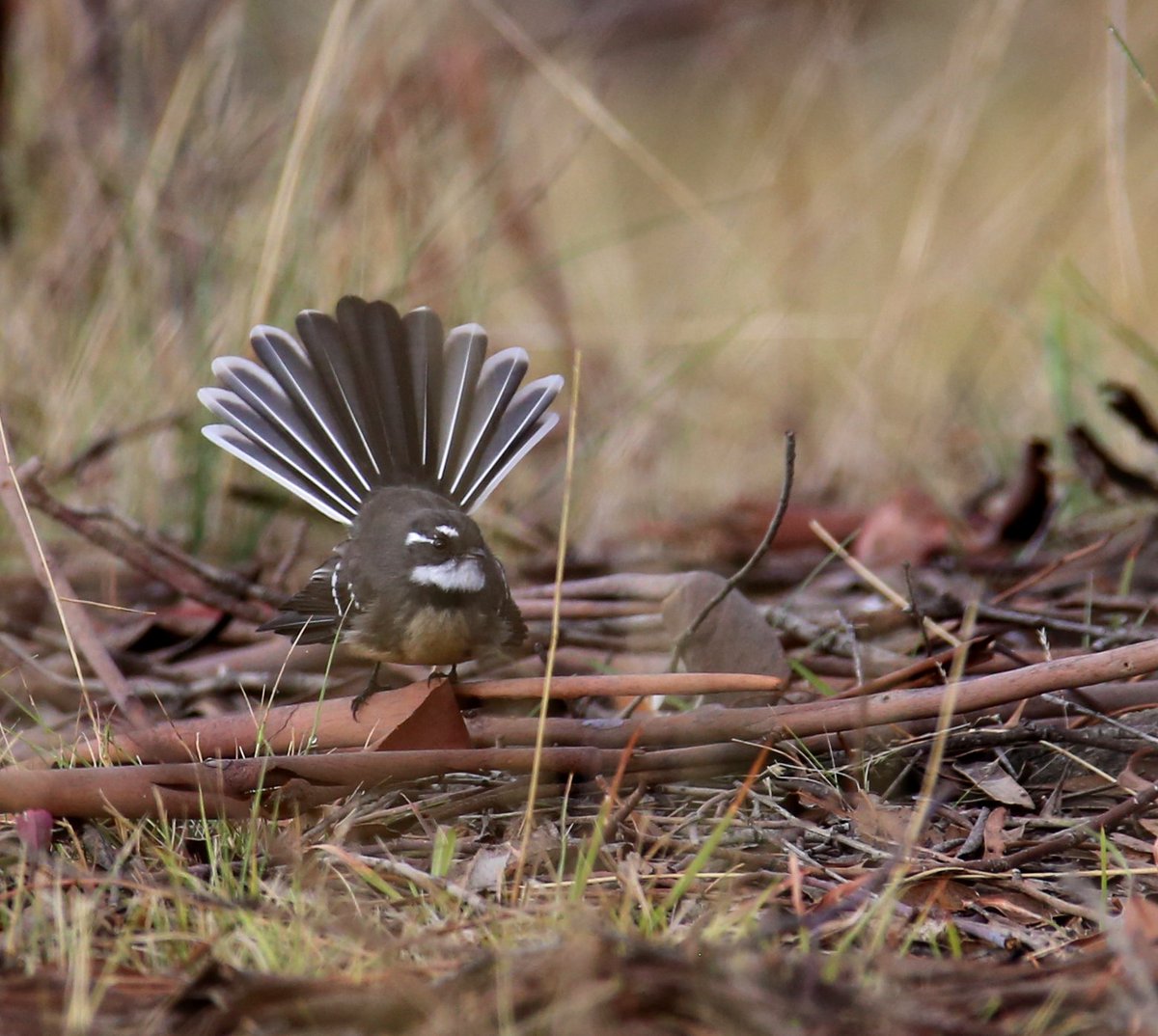The woodland is full of dancing fantails
#GreyFantail #WildOz #OzBirds #BoxGumGrassyWoodland #AutumnMigration