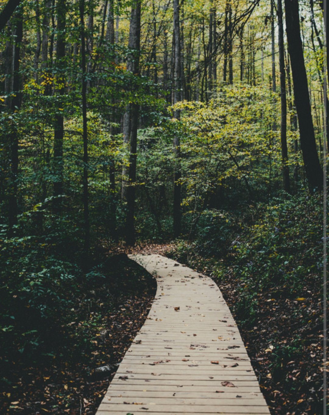 Via Woods