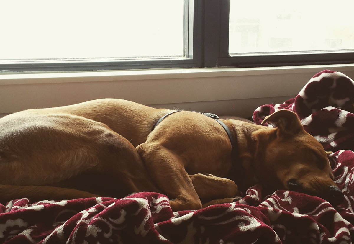 montgomeryperez's tweet photo. She's enjoying the cold snowy day by sleeping so cutely :]] https://t.co/RvYqYfY6xM