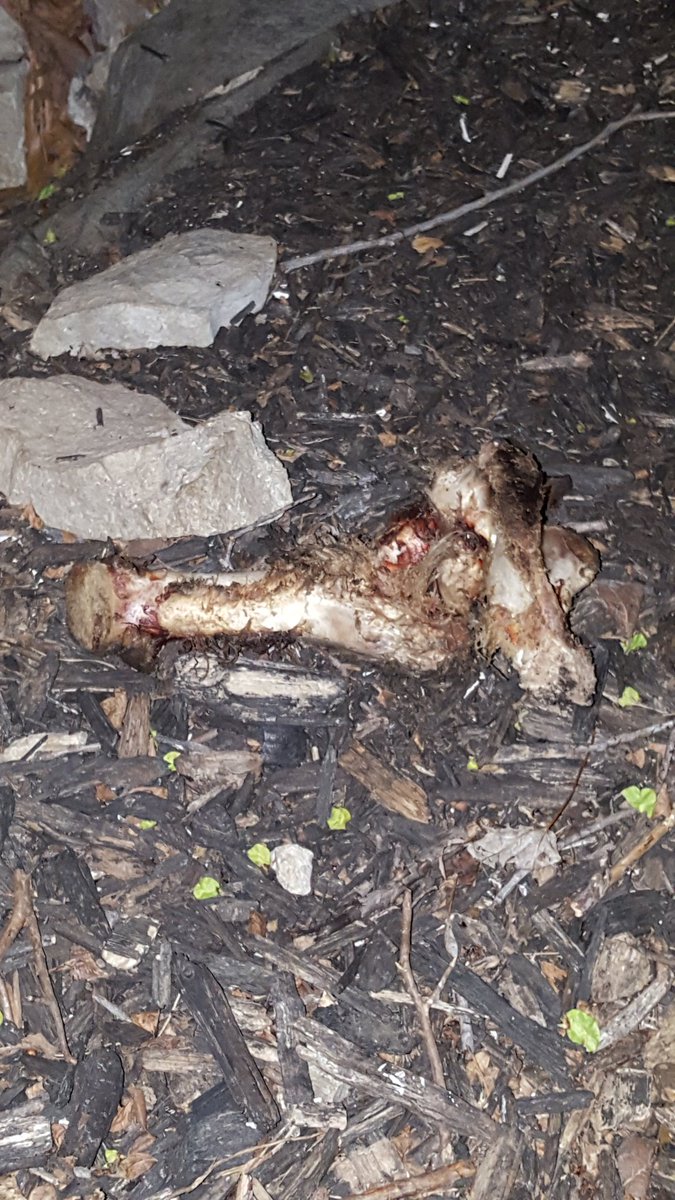 Madd_dog2020's tweet photo. I'm really going to miss 7319, who doesn't enjoy an animal carcass to go with their shrubbery? #addscharacter https://t.co/4hkIc93K9Q