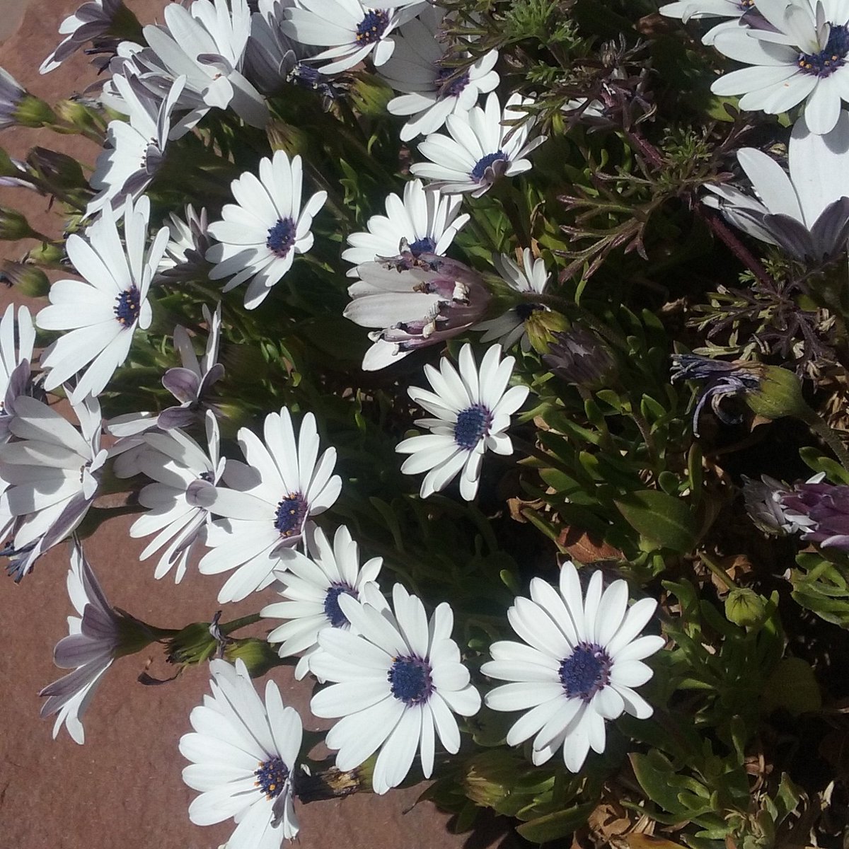 #osteospernum Love! They were my beauty find of the day. The fragrance was divine. Soul filling.