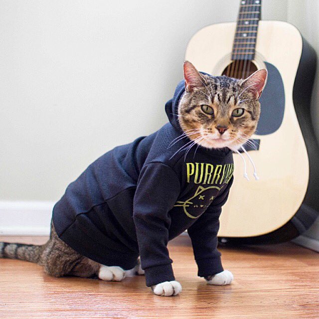 Hoodcatco's tweet photo. #Purrvana 💚 https://t.co/0EjPp8Z16q