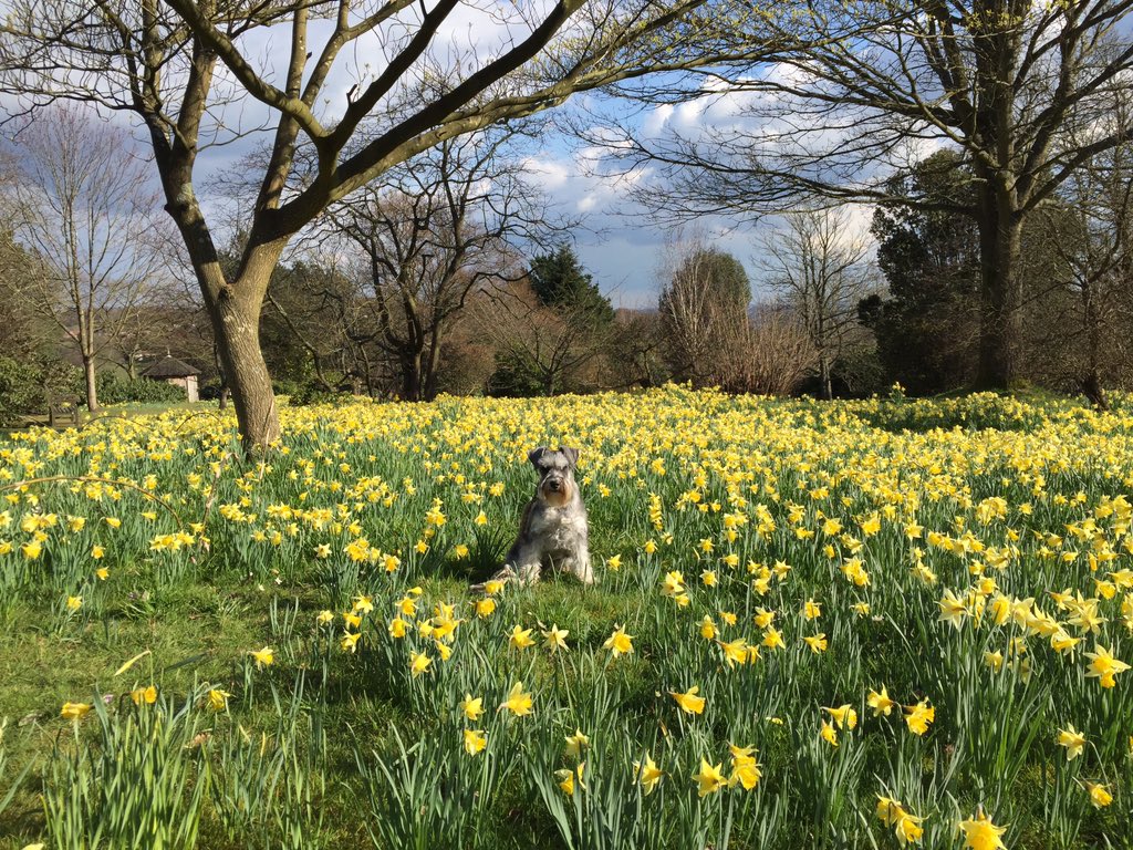 hectorpickleton's tweet photo. Spring has definitely sprung. Beautiful day today. #Spring #schnauzer https://t.co/xW8aPVuTcz