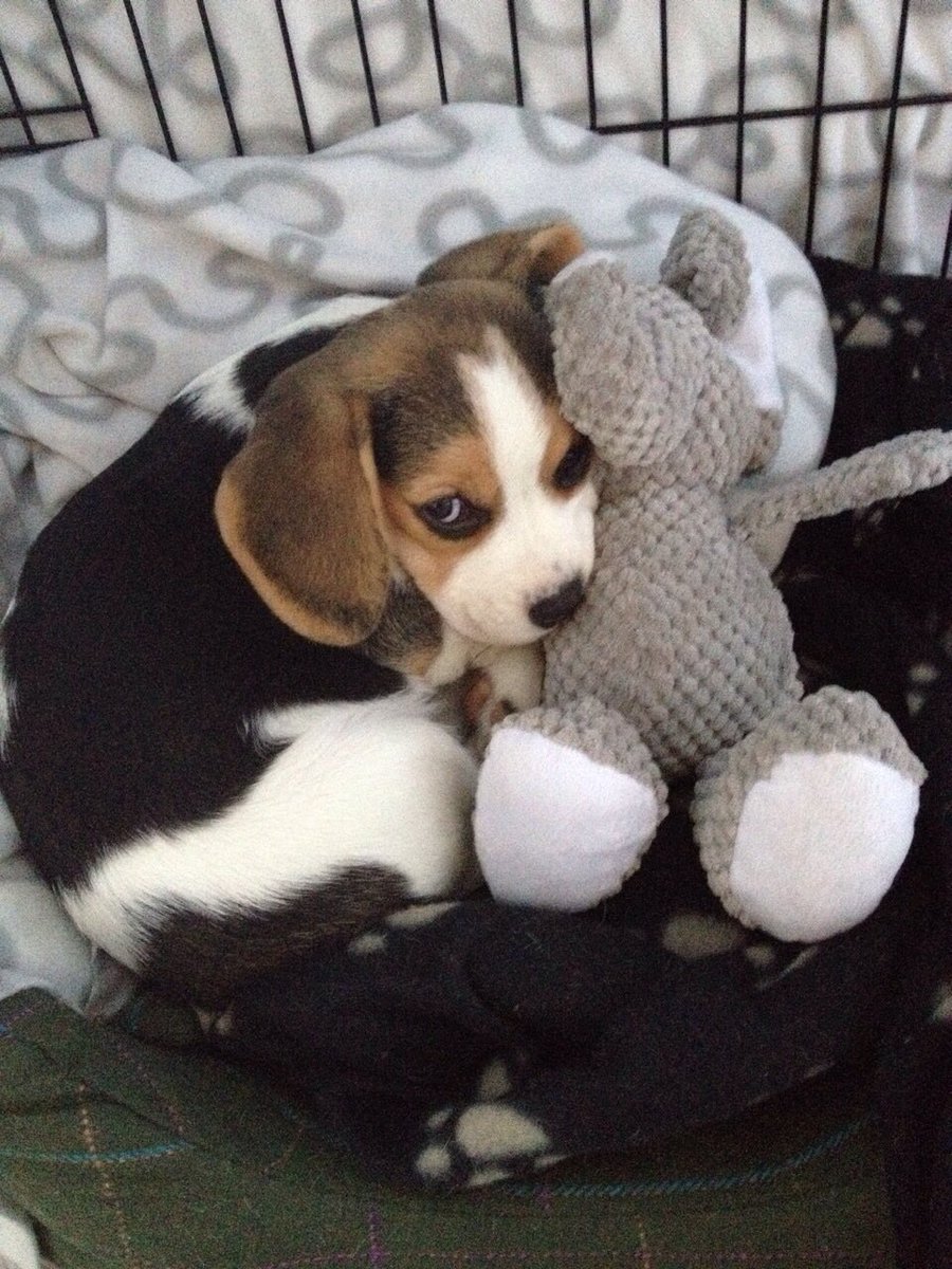 #tbt #beagle #beagles #elephant