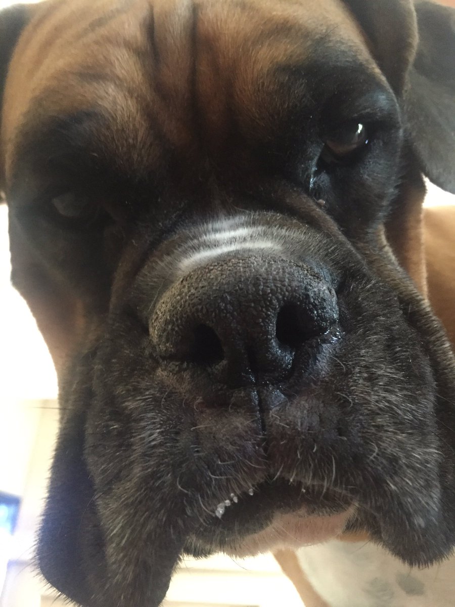 Boxer Lovers (@boxersnation) on Twitter photo 