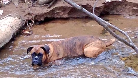 Jack_the_Boxer's tweet photo. Dirty sea-monster #boxerdoglife https://t.co/Qh2AYE346t