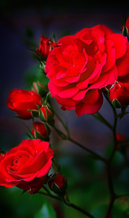 sevda (@bmgmari) on Twitter photo 