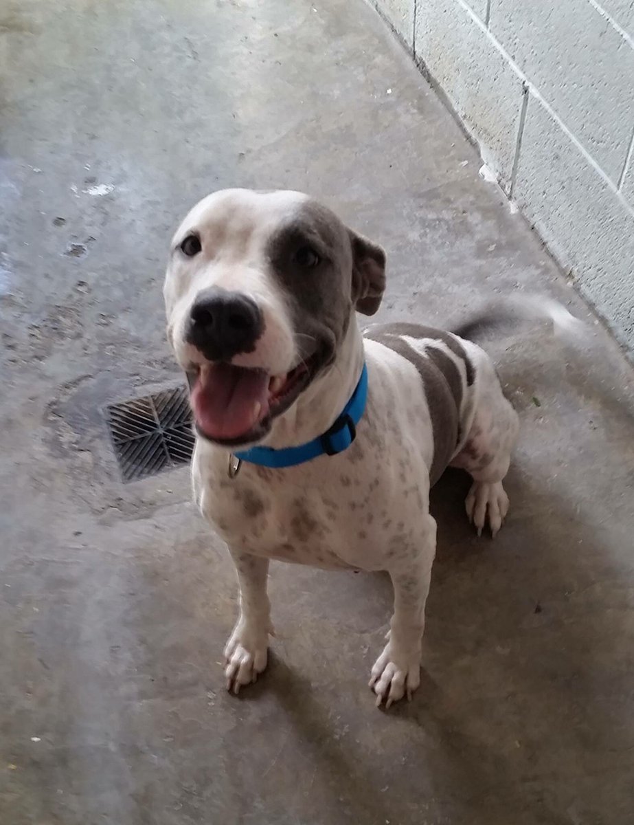 Pepsi (available 4 adoption soon) says THANK U 4 all the donations coming in! #woof #thanks #donations