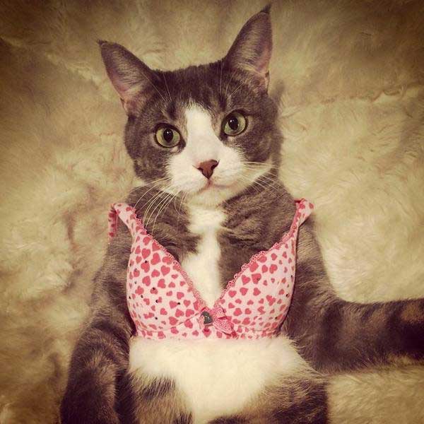 X 上的World Wide Interweb：「Cats Wearing Lingerie! (GALLERY