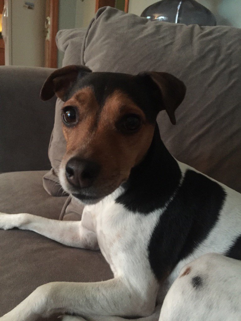ChappyBeachGirl's tweet photo. So happy to be back home with this one #myheart #babydog https://t.co/BaZo6f0NZ0