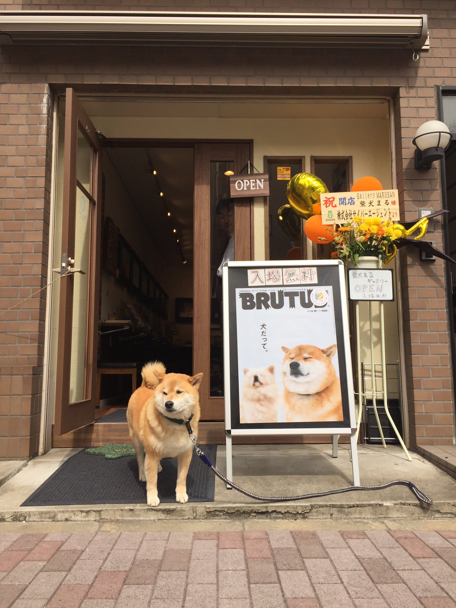 Twitter 上的 柴犬まる ギャラリーマルサン 開店です O T Co Aueuhqa79j 本日まるはおりませんが パパが店番してます 暇そうにしてたらお声掛けください T Co Vlie3ghrwj Twitter