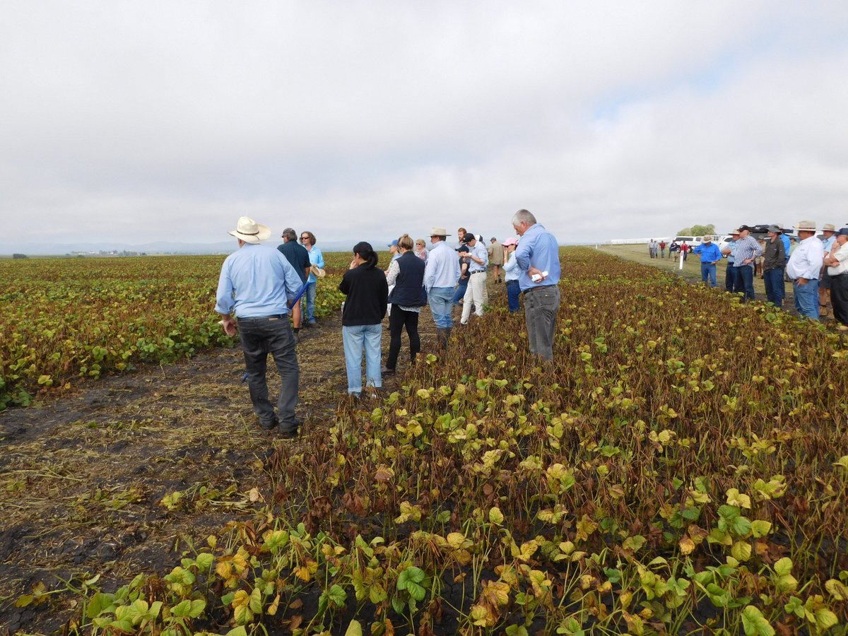 onthepulseAUS's tweet photo. Great turnout for the #mungbean field day. Showing off all that is good in #moneybeans @Pulse_Australia https://t.co/xAk0dUtrvU