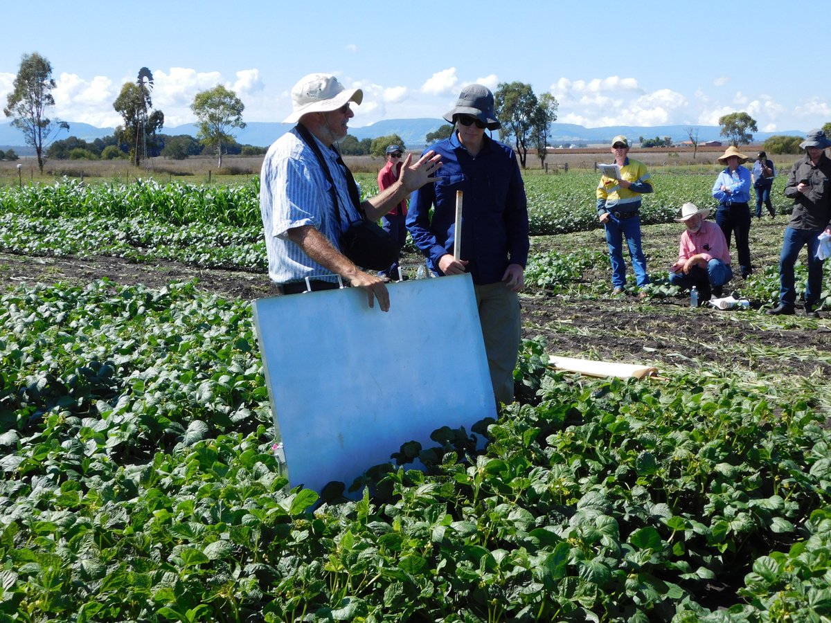 onthepulseAUS's tweet photo. Great turnout for the #mungbean field day. Showing off all that is good in #moneybeans @Pulse_Australia https://t.co/xAk0dUtrvU