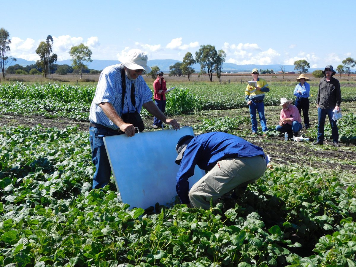 onthepulseAUS's tweet photo. Great turnout for the #mungbean field day. Showing off all that is good in #moneybeans @Pulse_Australia https://t.co/xAk0dUtrvU