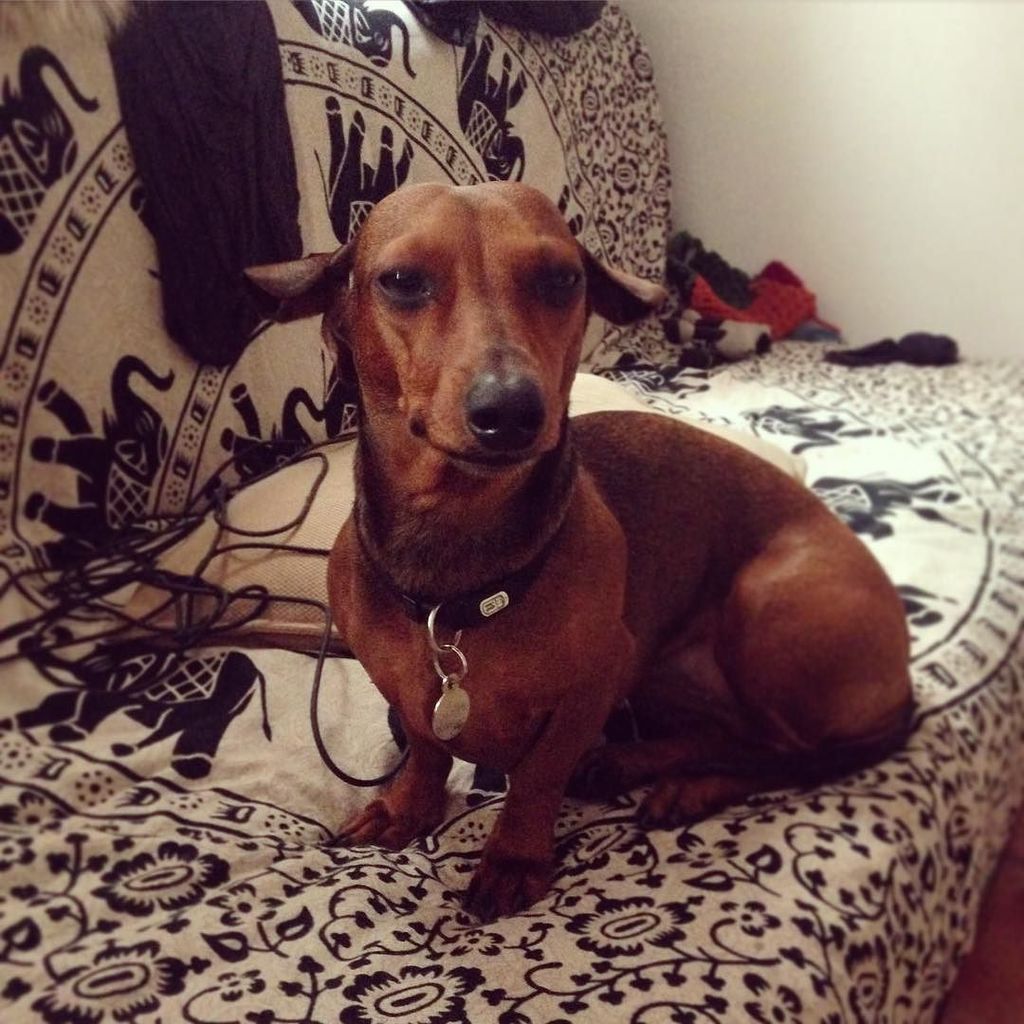 DachshundOlivia's tweet photo. I woke up like this🙉🐴 #weirdears #real #truestory #seriously #dog #teckel #dachshund https://t.co/17W2b0H8ex