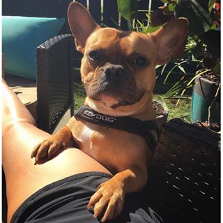 Frenchie_Cute's tweet image. I'm soooo good lookin' #frenchieproblems #frenchie #frenchbulldog findelight.net/frenbull_detai…