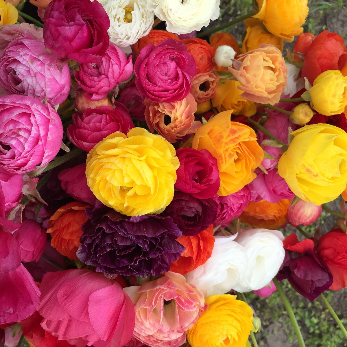 Surprise harvest of Ranunculus, Black Tulips &amp; Dutch Irises today! Email us if you would like a bouquet #fresh