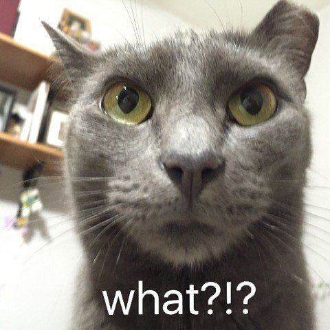 #phoebe #cat #catsofinstagram #instacat #mycat #what #tnr #rescue #pets #petsofinstagram by memisworld