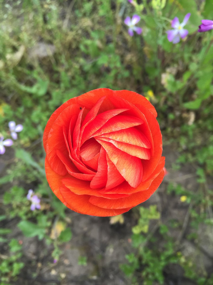 Loving the details of our Tulip and Rununculi buds. Email us to have some delivered. #signsofspring