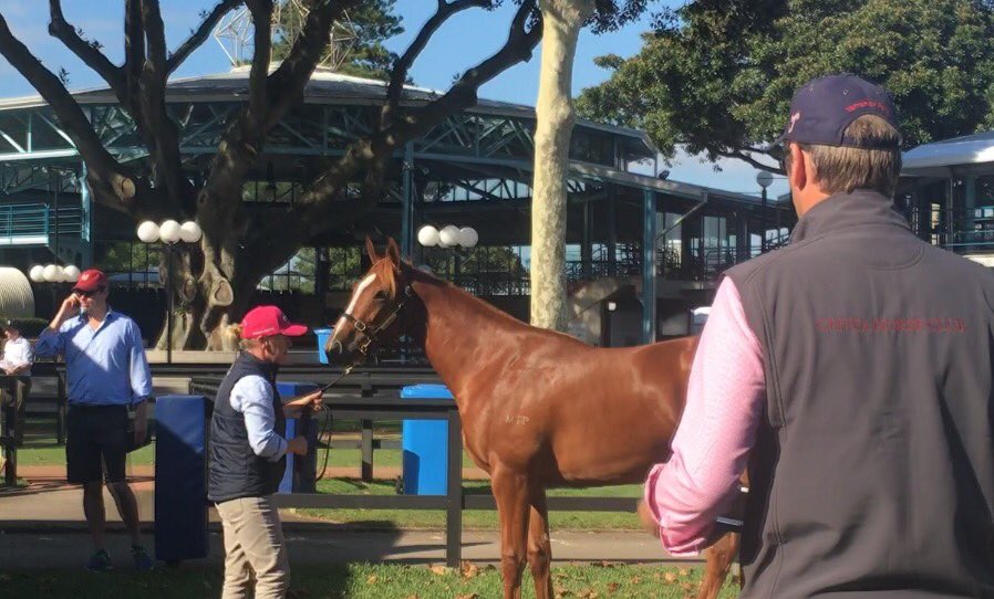 ChrissyBambry's tweet photo. We've had a Frankel-licious start to the day @ThreeBridges1 -our 2 straight into the swing of things #lot237 #lot273 https://t.co/SvlY7fW0El
