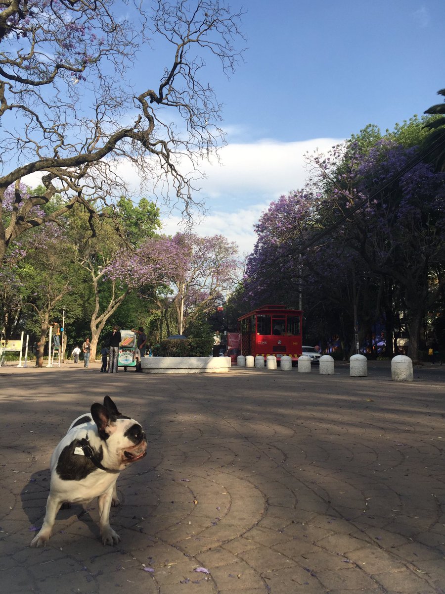AbbeyEbright's tweet photo. Día de primavera en la Condesa bitches!!! ☀️☀️☀️☀️☀️☀️🐶🐶🐶🐶 https://t.co/O5r4pMDXDP