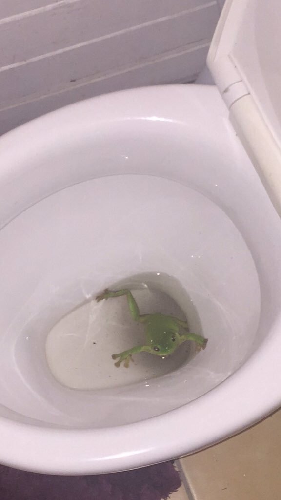 calidreamms's tweet image. I WAS PEEING AND I FELT SOMETHING SLAP MY ASS AND I LOOK DOWN AND