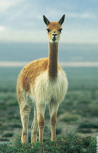 Peru Twitterren: Peru Twitterren: