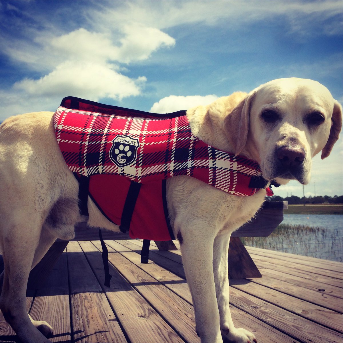 Safety first 👍 even for your doggies 😜 check out connellyskis.com <a href="/ConnellySkis/">Connelly Skis</a> @ #lakelife #skinautique