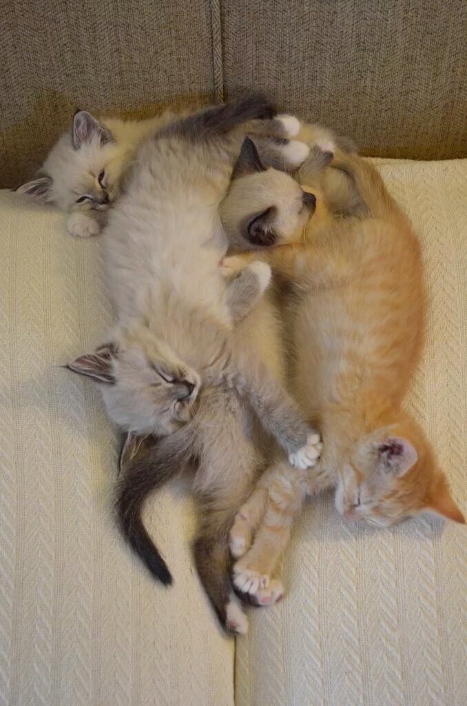 Jerzcaligrl's tweet photo. #BFF Best feline friends! #FureverFriendship #AdoptDontShop https://t.co/dkTiRyCXwx