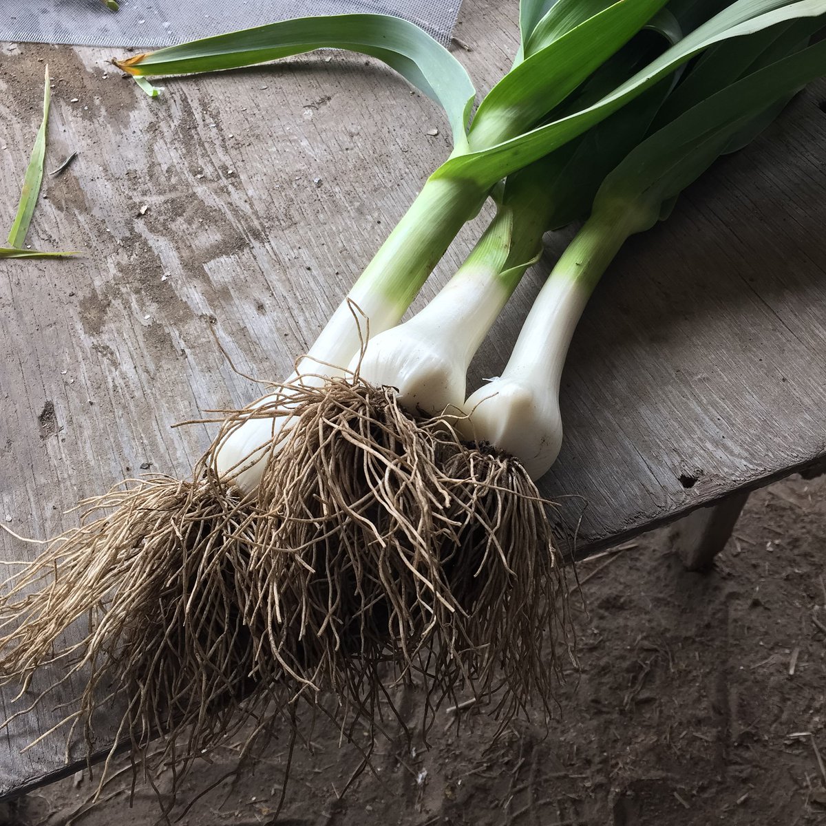 Green Elephant Garlic we pulled yesterday. $7 a bunch. Email us if you'd like some!
