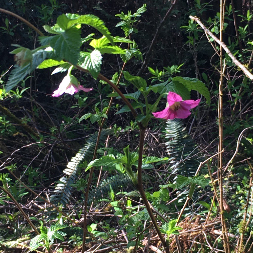 BullisJennifer's tweet image. First salmonberry-blossom sighting! Now listening for song of Swainson's thrush, "salmonberry bird." #trailnotes