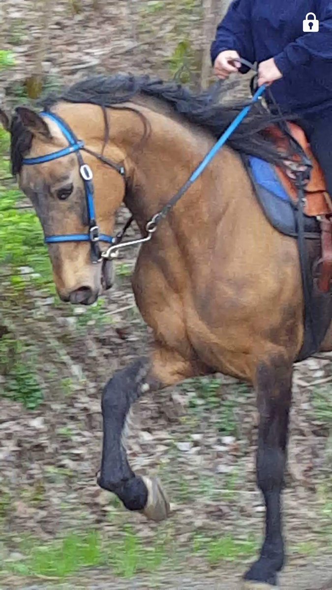 JamieKiser803's tweet photo. #MyMainMan
No bond better than a girl and her pony 💖 https://t.co/3sRg7SoWic