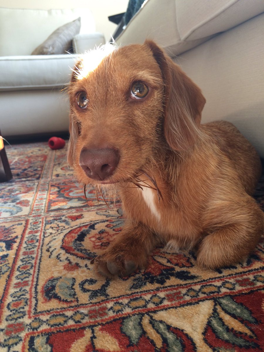 EricaJeanC's tweet photo. @MildlyBitter @portmantina He would love to meet you! https://t.co/EMXPacbQAg