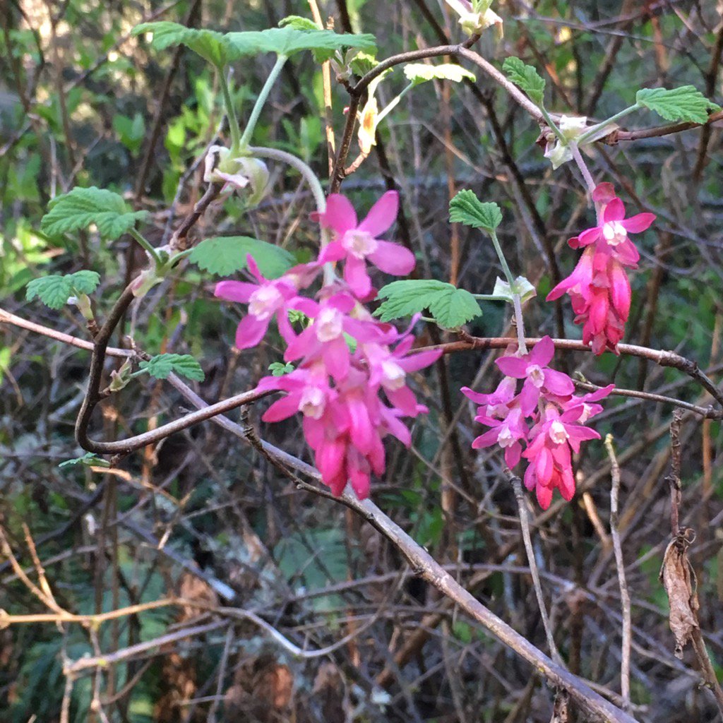 BullisJennifer's tweet image. Red-flowering currant. Hummingbirds are zooming all around these--wish I could get them in frame! #trailnotes