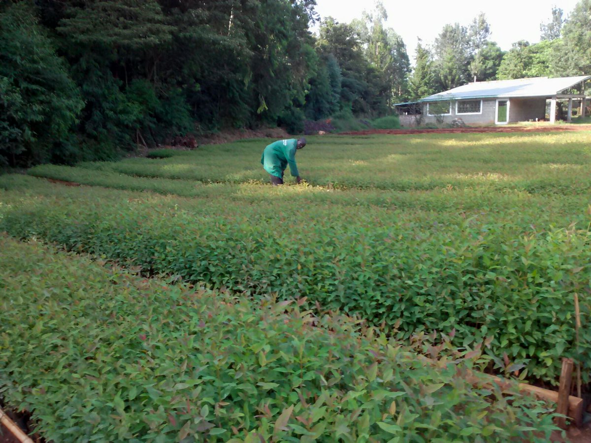 treebiotech's tweet photo. Eucalyptus seedlings at tree bio tech nursery, stocks available   
call:  
: 0725-886014
: 020-2099826/ 020-2020641 https://t.co/wHIw6RzMRW