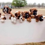 Photo by e-Ruffian.com Boxer (@BoxerKennel)