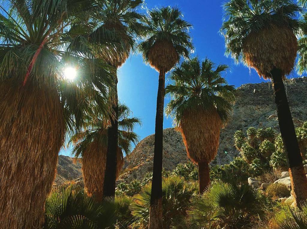 Desert sky, dream beneath the desert sky #joshuatree #nationalpark #california #CA #49palmsoasis #49palms #oasis #p…